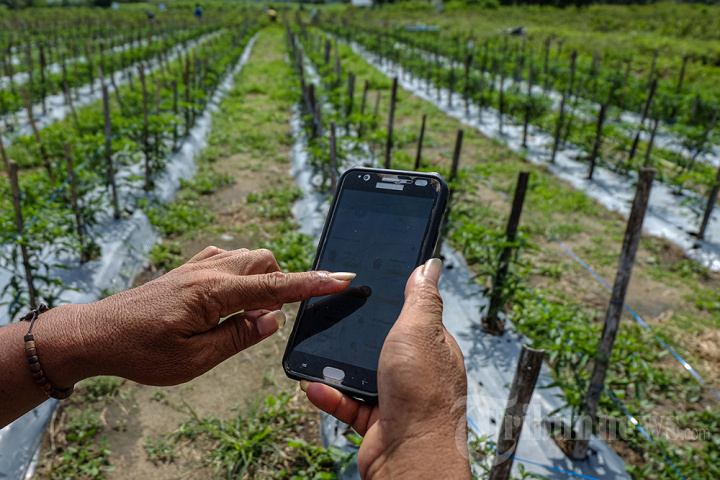 Jurusan Pertanian Belajar Apa Sih? Mari Kenal Jurusan Pertanian !